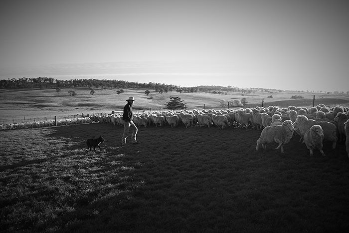 Aussie shearers Rob Palmer Photography