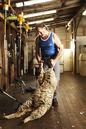 Aussie shearers Rob Palmer Photography